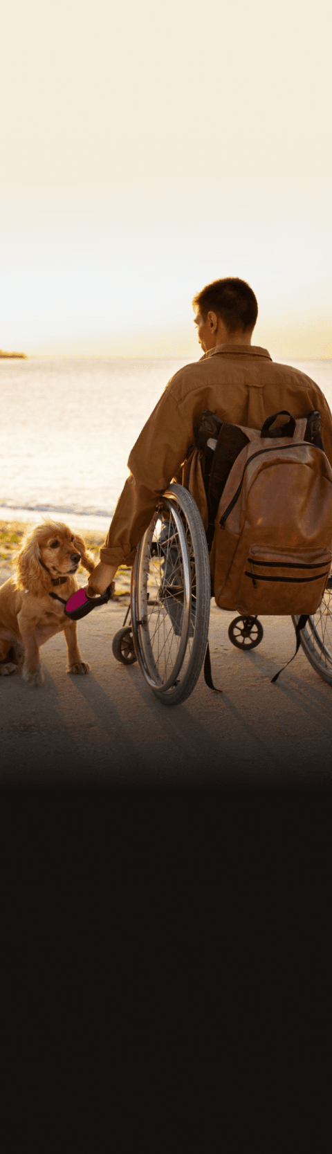 Sunset scene with person in wheelchair and dog